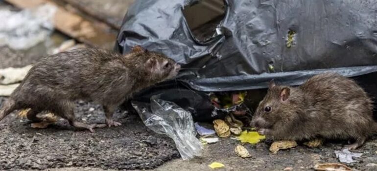 Есть ли надежное средство против крыс и мышей?