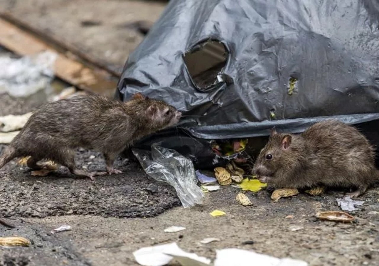 Есть ли надежное средство против крыс и мышей?