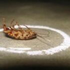 10 советов по уничтожению тараканов!
